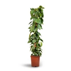 Philodendron Scandens - Sweetheart Plant - Moss Pole -Plant Supplies Sale Philodendron scandens Sweetheart Plant Moss Pole 27x150cm