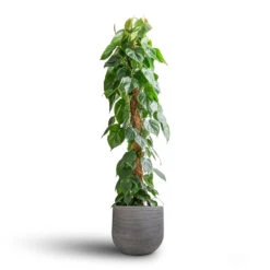 Cody Plant Pot - Ridged Dark Grey -Plant Supplies Sale Philodendron scandens Sweetheart Plant Moss Pole 27x150cm Cody Plant Pot Ridged Dark Grey 35x31cm 7 e531d44a ca20 4430 9526 e7e5d536c85a