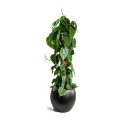 Philodendron Scandens - Sweetheart Plant - Moss Pole -Plant Supplies Sale Philodendron scandens Sweetheart Plant Moss Pole Cresta Plant Pot Matt Black ad045daa a207 420b b267 b77b40964c4c