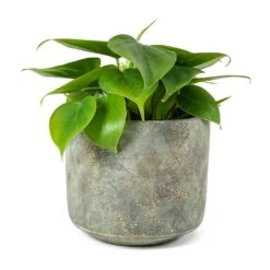 Philodendron Scandens - Sweetheart Plant -Plant Supplies Sale Philodendron scandens Sweetheart Plant Saar Plant Pot Earth Cement