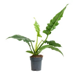 Philodendron Selloum Narrow - Tiger Tooth -Plant Supplies Sale Philodendron selloum Narrow Tiger Tooth 14x30cm