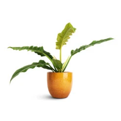 Jolin Plant Pot - Ochre -Plant Supplies Sale Philodendron selloum Narrow Tiger Tooth 14x30cm Jolin Plant Pot Ochre 16x14cm 9fb288a6 e3cc 4a1c 995c 51c82f14c94e