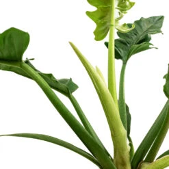 Philodendron Selloum Narrow - Tiger Tooth -Plant Supplies Sale Philodendron selloum Narrow Tiger Tooth SWATCH 3