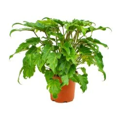 Philodendron Winterbourn - Xanadu Philodendron -Plant Supplies Sale Philodendron xanadu 19x55cm