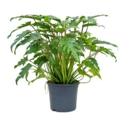 Philodendron Winterbourn - Xanadu Philodendron -Plant Supplies Sale Philodendron xanadu 31x80cm