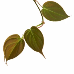 Philodendron Micans - Velvet Leaf Philodendron -Plant Supplies Sale Philodendron Micans 1