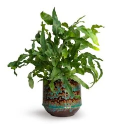 Phlebodium Blue Star - Blue Star Fern -Plant Supplies Sale Phlebodium Blue Star Blue Star Fern 12x30cm Noud Plant Pot Marrakesh 17x15cmV2 d515a07b a56c 412b 8184 e4cba7f8e327