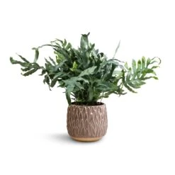 Arles Leaf Plant Pot - Mocha -Plant Supplies Sale Phlebodium Blue Star Blue Star Fern 17x50cm Arles Leaf Plant Pot Mocha 20x20cm