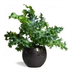 Phlebodium Davana - Blue Star Fern 26 Phlebodium Davana - Blue Star Fern -Plant Supplies Sale Phlebodium Blue Star Blue Star Fern 17x50cm Kae Plant Pot Mocha 17x13cm