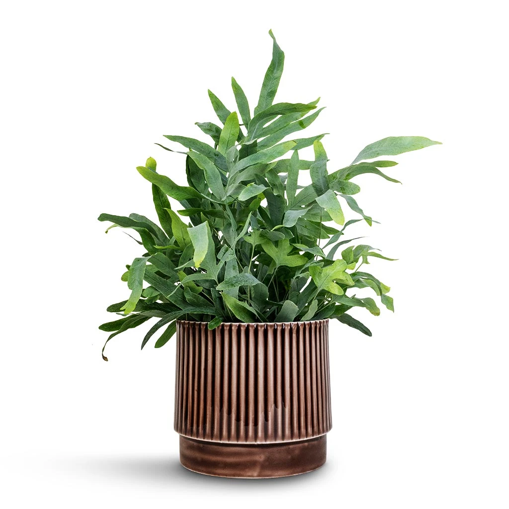 Nella Plant Pot - Coffee 9 Nella Plant Pot - Coffee - Image 9