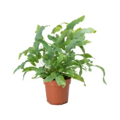 Phlebodium Blue Star - Blue Star Fern -Plant Supplies Sale Phlebodium Blue Star Blue Star Fern