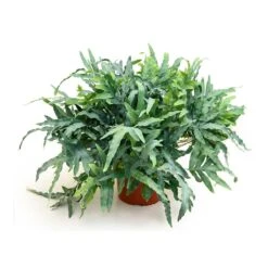 Phlebodium Blue Star - Blue Star Fern -Plant Supplies Sale Phlebodium Blue Star Blue Star Fern 26x60 cm