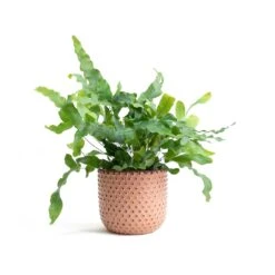 Phlebodium Blue Star - Blue Star Fern -Plant Supplies Sale Phlebodium Blue Star Blue Star Fern Bolino Plant Pot Pale Rose 5a391960 e65a 4ff0 9a93 c61b0923c236