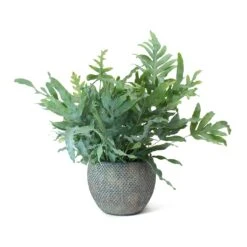 Phlebodium Blue Star - Blue Star Fern -Plant Supplies Sale Phlebodium Blue Star Blue Star Fern Fay Plant Pot