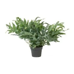Phlebodium Blue Star - Blue Star Fern -Plant Supplies Sale Phlebodium Blue Star Blue Star Fern Large