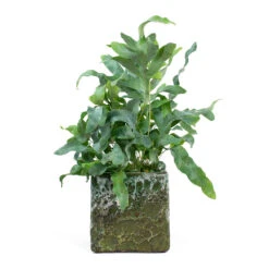 Lava Cube Relic Planter - Jade -Plant Supplies Sale Phlebodium Blue Star Blue Star Fern Lava Cube Relic Planter Jade