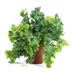 Phlebodium Davana - Blue Star Fern 27 Phlebodium Davana - Blue Star Fern -Plant Supplies Sale Phlebodium davana Blue Star Fern 12cm ddaf9484 a45b 4414 8fcc 275e778050df