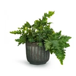 Phlebodium Davana - Blue Star Fern 21 Phlebodium Davana - Blue Star Fern -Plant Supplies Sale Phlebodium davana Blue Star Fern 12x25cm Duncan Plant Pot Blue Gold 17x16cm 23fc29e3 c994 4c20 8cff c18b9c13865c