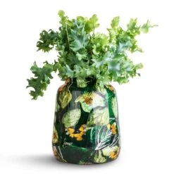 Lammie Planter - Bee Green -Plant Supplies Sale Phlebodium davana Blue Star Fern 12x25cm Lammie Planter Bee Green 21x24cm 2d8790a8 dda6 425d a136 bb3af415f5e5