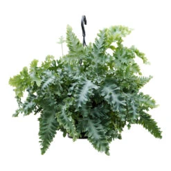 Phlebodium Davana - Blue Star Fern 20 Phlebodium Davana - Blue Star Fern -Plant Supplies Sale Phlebodium davana Blue Star Fern 20cm