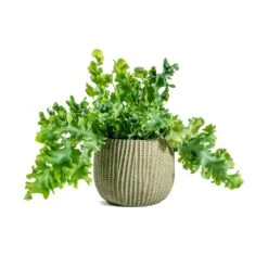 Phlebodium Davana - Blue Star Fern 25 Phlebodium Davana - Blue Star Fern -Plant Supplies Sale Phlebodium davana Blue Star Fern Feico Plant Pot Mint Grey