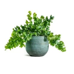 Phlebodium Davana - Blue Star Fern 22 Phlebodium Davana - Blue Star Fern -Plant Supplies Sale Phlebodium davana Blue Star Fern ryan shiny blue plant pot