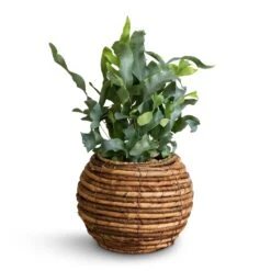 Phlebodium Blue Star - Blue Star Fern -Plant Supplies Sale Phlembodium Blue Star Blue Star Fern 12x30cm Lida Plant Basket Natural 21x17cm