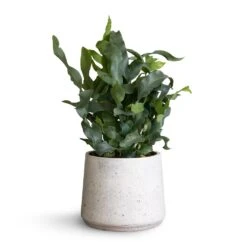 Phlebodium Blue Star - Blue Star Fern -Plant Supplies Sale Phlembodium Blue Star Blue Star Fern 12x30cm Patt Plant Pot White Washed 16x14cm