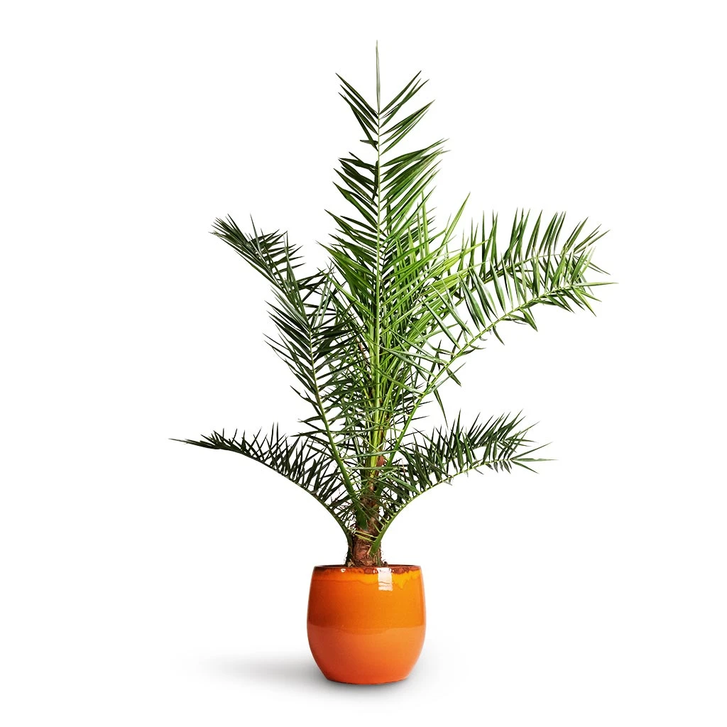 Charlotte Plant Pot - Orange 9 Charlotte Plant Pot - Orange - Image 9