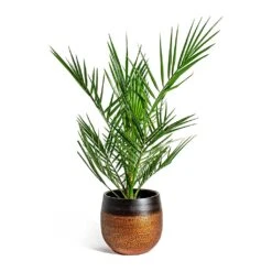 Mya Plant Pot - Shiny Mocha -Plant Supplies Sale Phoenix canariensis Canary Island Date Palm Mya Plant Pot Shiny Mocha 22cm 94a3fb20 a36a 4916 b2ba 7a71a2f330e2