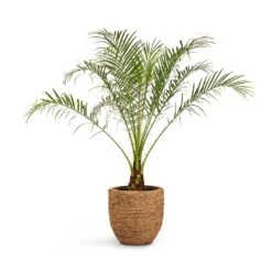 Cody Plant Pot - Straw Grass -Plant Supplies Sale Phoenix roebelenii Pygmy Date Palm 17x50cm Cody Plant Pot Straw Grass 27x26cm 425c9fa2 386a 4cad bf97 eb9815a36266