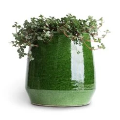 Remi Plant Pot - Green -Plant Supplies Sale Pilea glaucophylla Greyzy Silver Sparkles 10.5x15cm Remi Plant Pot Green 15x15cm