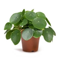 Pilea Peperomioides - Chinese Money Plant -Plant Supplies Sale Pilea peperomioides Chinese Money Plant 12x20cm