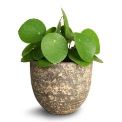 Pilea Peperomioides - Chinese Money Plant -Plant Supplies Sale Pilea peperomioides Chinese Money Plant 12x20cm Cas Plant Pot Sahara 15 x13cm 0a0fc162 f405 4438 932f 8329a669c237