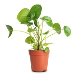 Pilea Peperomioides - Chinese Money Plant -Plant Supplies Sale Pilea peperomioides Chinese Money Plant 13x25cm