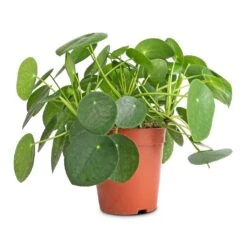 Pilea Peperomioides - Chinese Money Plant -Plant Supplies Sale Pilea peperomioides Chinese Money Plant 15x25cm