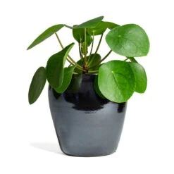 Pilea Peperomioides - Chinese Money Plant -Plant Supplies Sale Pilea peperomioides Chinese Money Plant 15x25cm Amora Plant Pot Anthracite Mirror 21x21cm 337cb125 61f5 41d7 8138 49d609642e9f