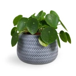 Angle Darcy Plant Pot - Grey -Plant Supplies Sale Pilea peperomioides Chinese Money Plant 15x25cm Angle Darcy Plant Pot Grey 24x16cm