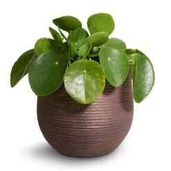 Lydia Plant Pot - Shiny Purple -Plant Supplies Sale Pilea peperomioides Chinese Money Plant 15x25cm Lydia Plant Pot Shiny Purple 18x16cm 2