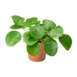 Pilea Peperomioides - Chinese Money Plant -Plant Supplies Sale Pilea peperomioides Chinese Money Plant 25cm c52e27b9 a7bd 46f1 88b1 d28e50dc948c