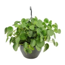Pilea Peperomioides - Chinese Money Plant -Plant Supplies Sale Pilea peperomioides Chinese Money Plant 27x40cm