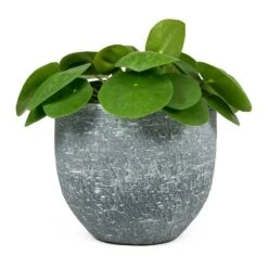 Pilea Peperomioides - Chinese Money Plant -Plant Supplies Sale Pilea peperomioides Chinese Money Plant Karlijn Plant Pot Anthracite 54639b3d c8be 47df 9d9b 12385c46e994