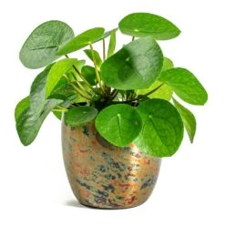 Pilea Peperomioides - Chinese Money Plant -Plant Supplies Sale Pilea peperomioides Chinese Money Plant Kian Metal Plant Pots Set of 3 Sky Burn