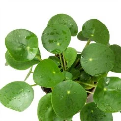 Pilea Peperomioides - Chinese Money Plant -Plant Supplies Sale Pilea peperomioides Chinese Money Plant Leaves