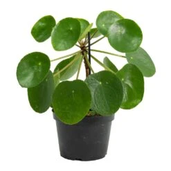 Pilea Peperomioides - Chinese Money Plant -Plant Supplies Sale Pilea peperomioides Chinese Money Plant Stemmed