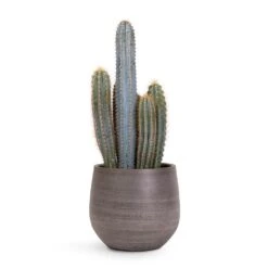 Esra Plant Pot - Mystic Grey -Plant Supplies Sale Pilocereus pachycladus Blue Column Cactus 17x30cm Esra Plant Pot Mystic Grey 22x20cm 04cd9e22 0a4c 4cf6 82ba ff5b5eb9ae30