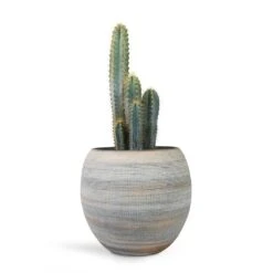 Dex Plant Pot - Earth -Plant Supplies Sale Pilocereus pachycladus azureus Blue Columnar Cactus 17x30cm Dex Plant Pot Earth 28x25cm 729bd6d1 11e1 417a aa09 f65b5a59fda0