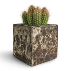 Lava Cube Relic Planter - Black 16 Lava Cube Relic Planter - Black -Plant Supplies Sale Pilosocereus gounellei Xique Xique Cactus 10.5x15cm Lava Cube Relic Planter Black 16x16x16cm be595036 bbab 4305 9fc9 ce8ff94ec716
