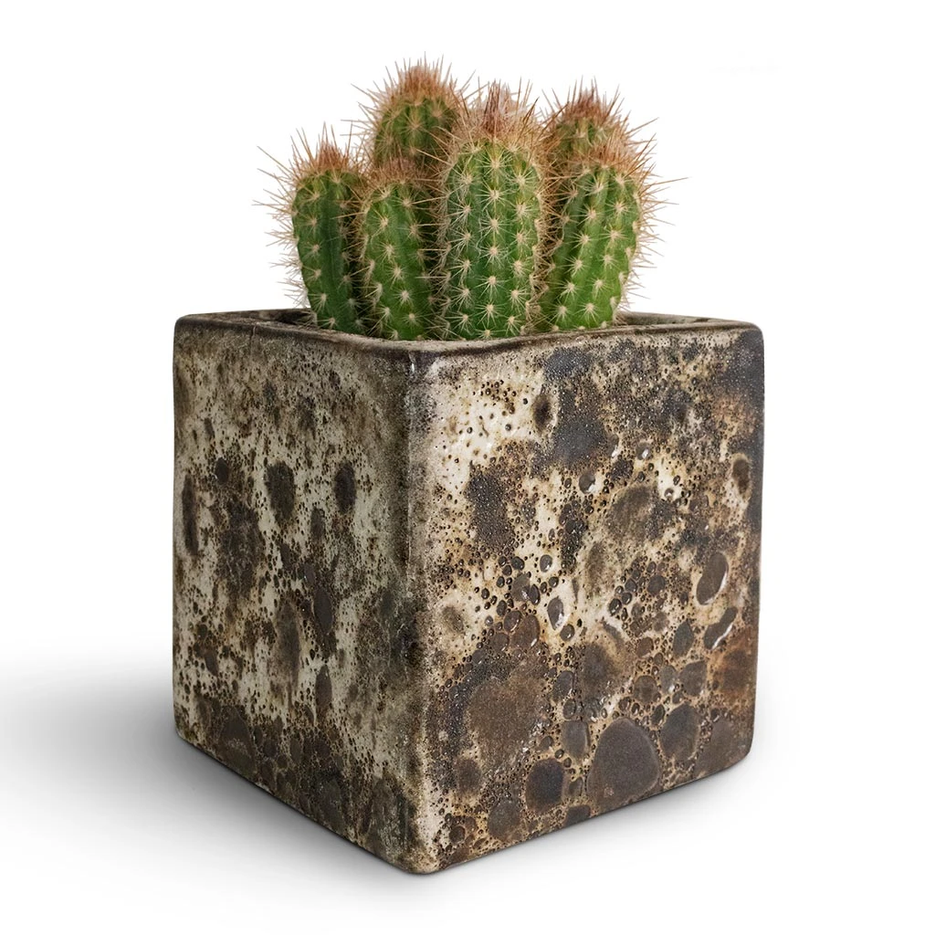 Lava Cube Relic Planter - Black 7 Lava Cube Relic Planter - Black - Image 7
