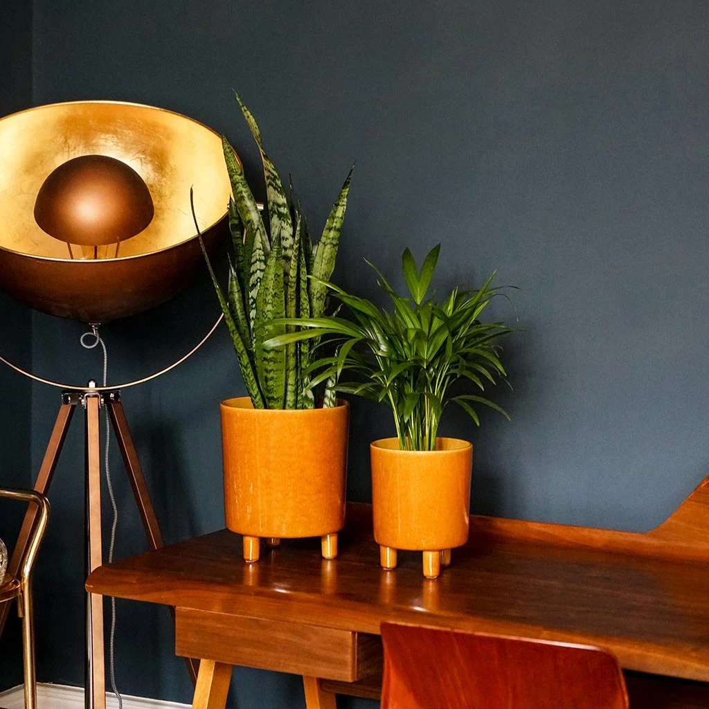 Pisa Plant Pot - Mustard 4 Pisa Plant Pot - Mustard - Image 4